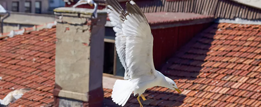 Residential Chimney Animal Removal Solution in Wake Forest, NC