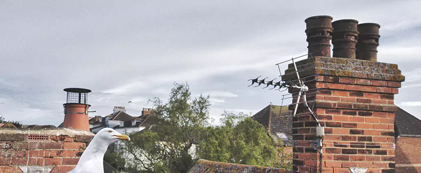 Chimney Cleaning And Restoration in Wake Forest, North Carolina
